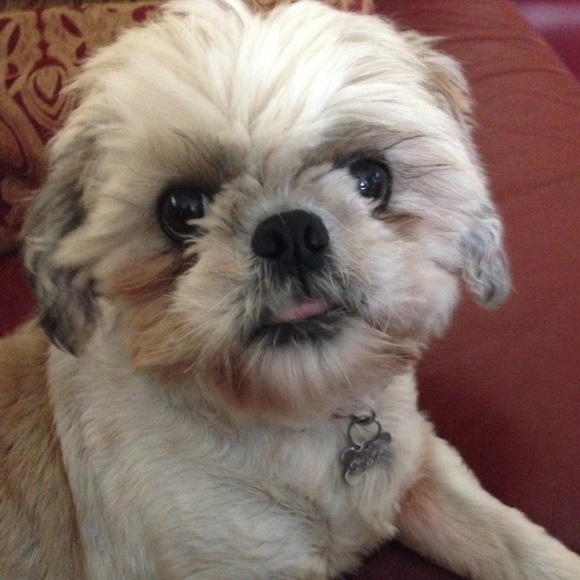 Meet your Posher, Mandy - Picture 3 of 3